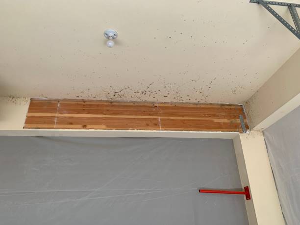 Best Mold Prevention Services  in Cold Spring, NY
