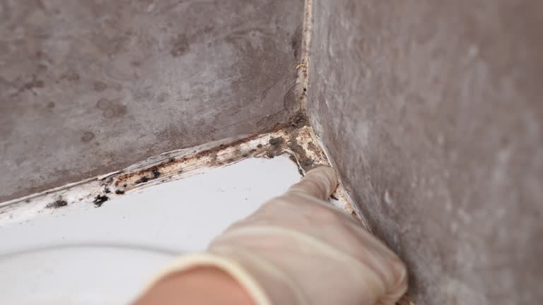 Forensic Mold Investigation in Cold Spring, NY